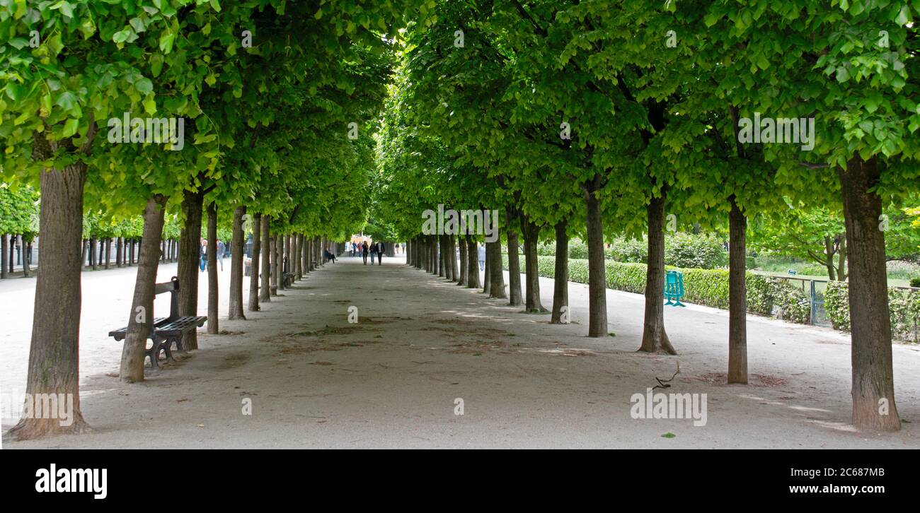 View of trees, Palais Royal, 9th Arrondissement, Paris, France Stock Photo