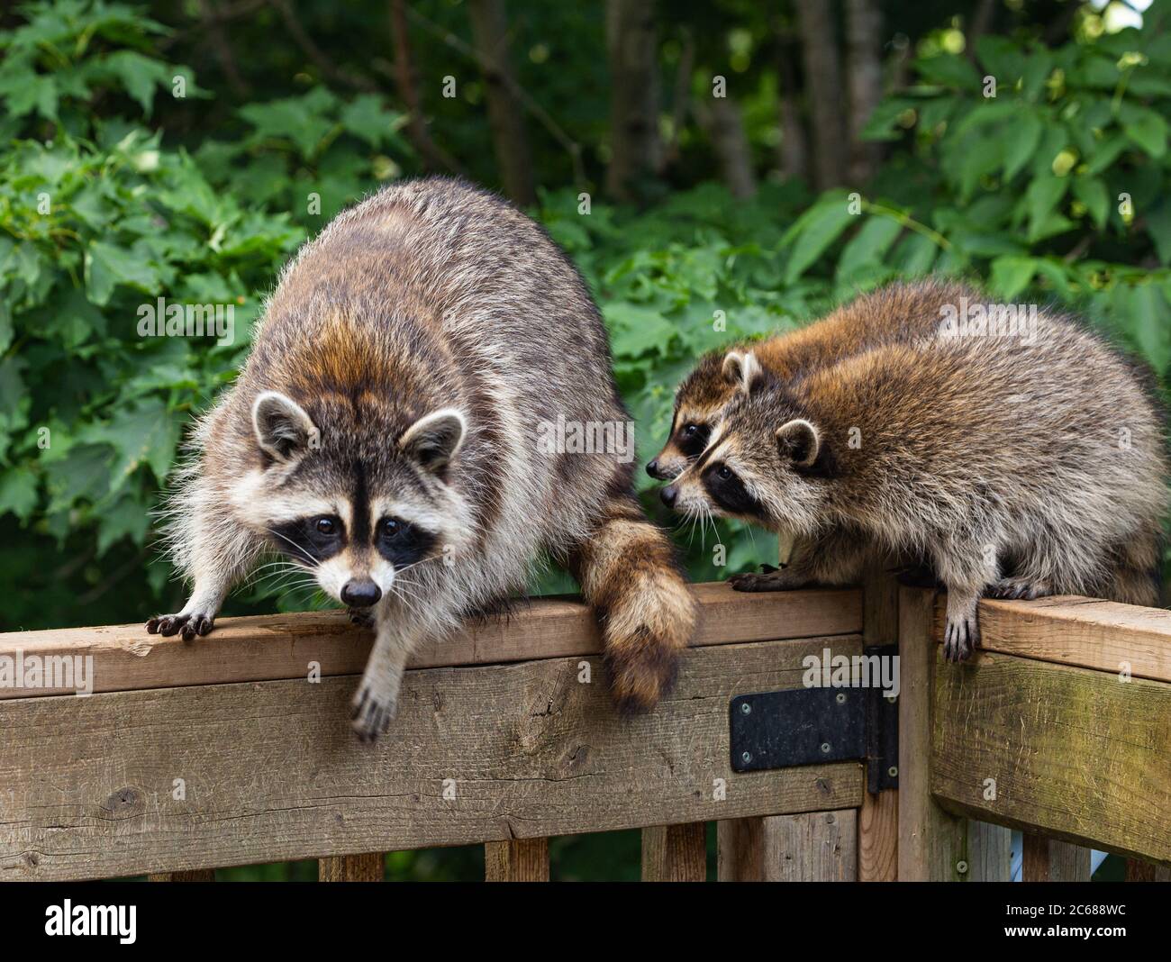 Mother and two baby raccoons perched on a wooden deck railing. Stock Photo