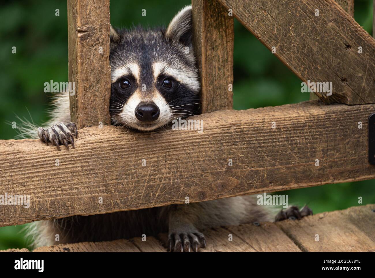 Mother raccoon peeking through the wood rails of a weathered deck as she climbs up it. Stock Photo