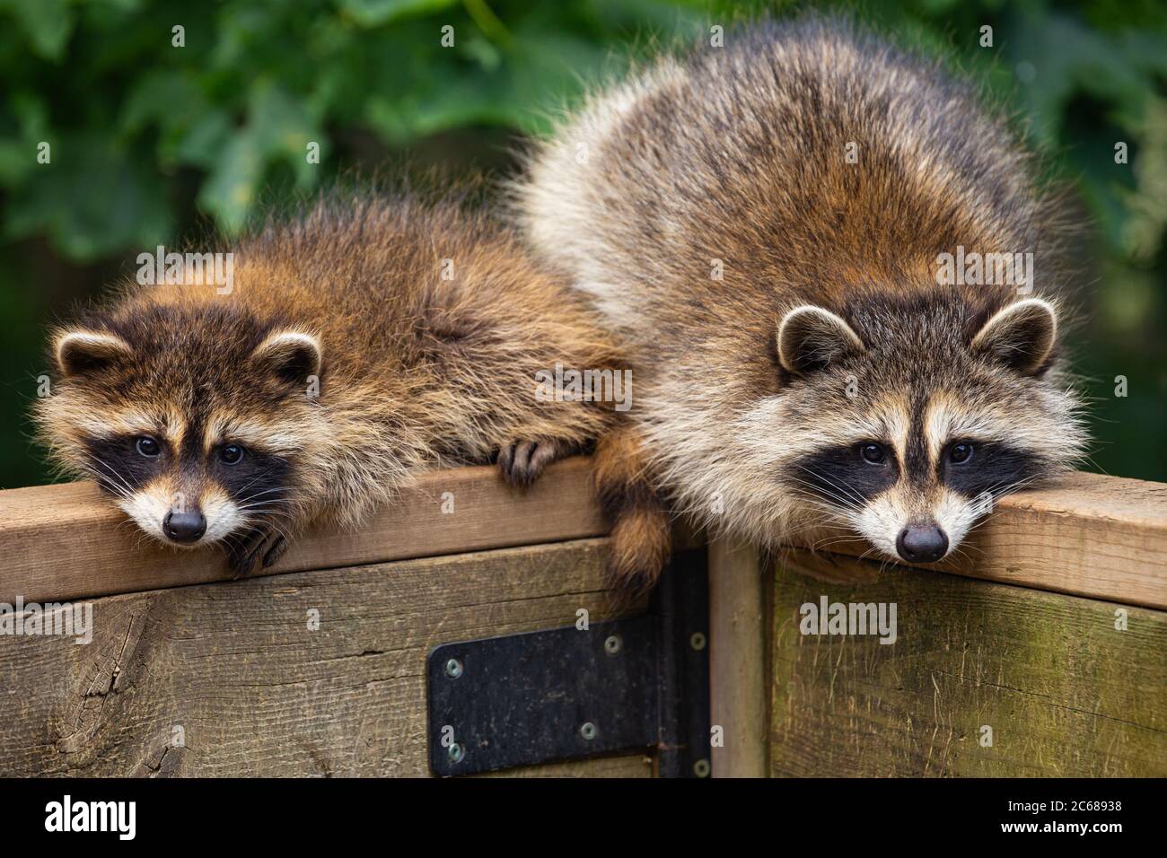Two baby raccoons perched on weathered wooden deck railing. Stock Photo