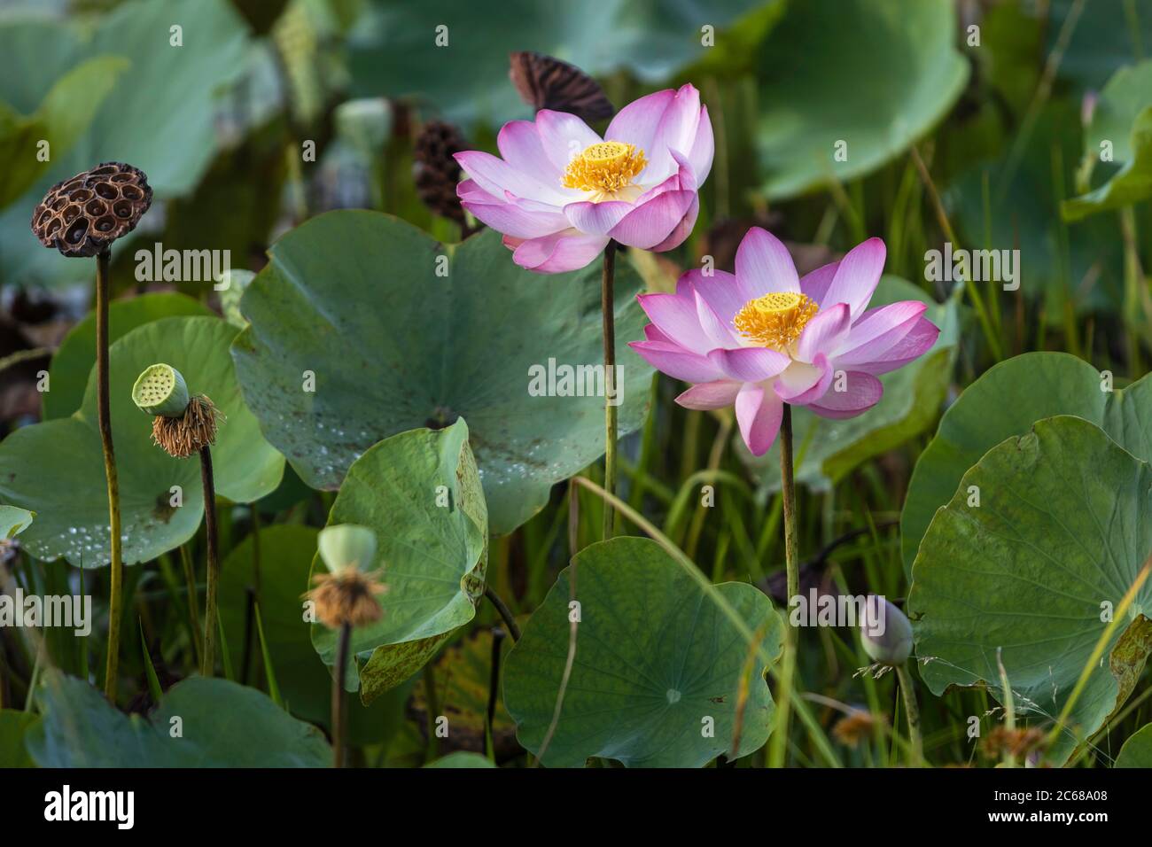 Lotus blossoming in the natural pool. The lotus flower is regarded as the queen of flowering