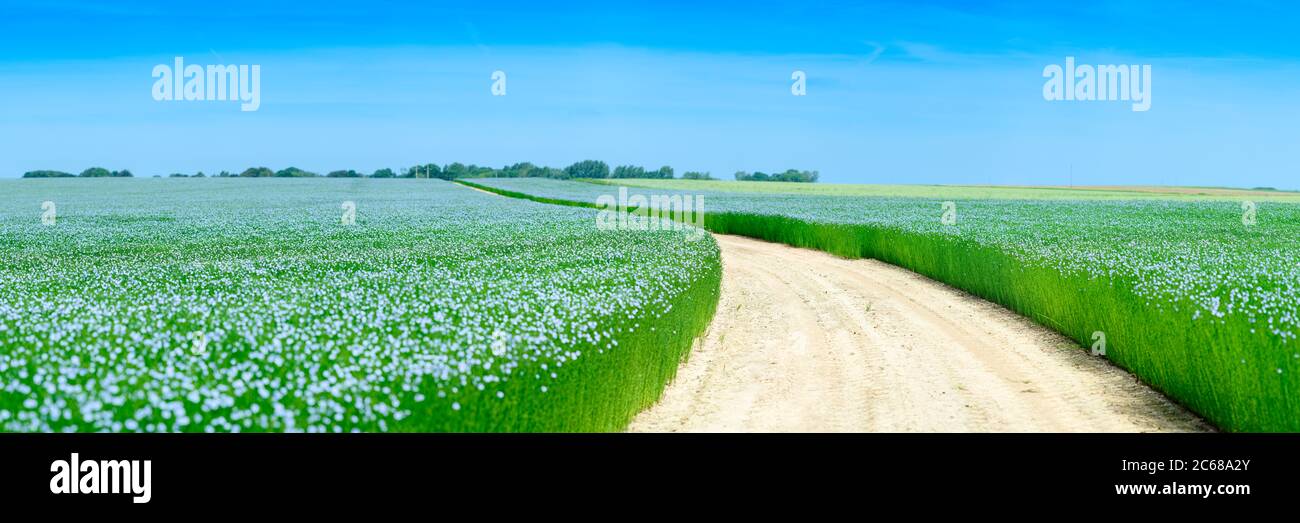 Landscape of road among fields of flowers under blue sky, La chapelle sur Dun, Seine Maritime, Normandy, France Stock Photo
