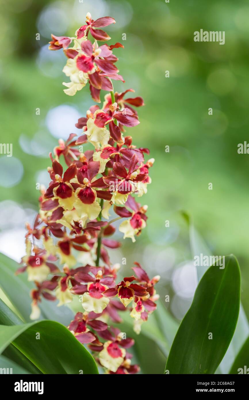 Single stem of red and yellow oncidiums in full bloom. Stock Photo