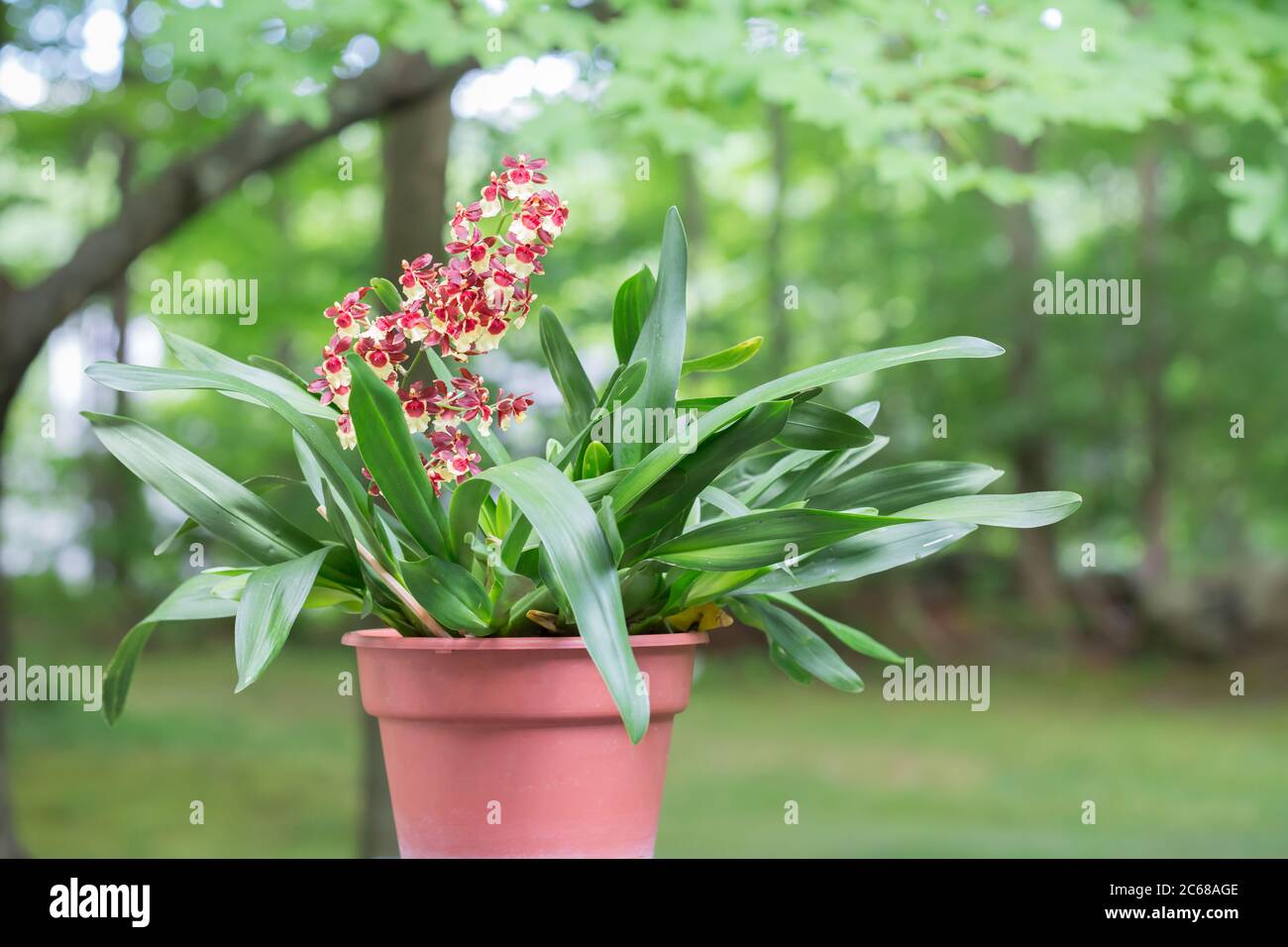 Beautiful potted oncidium orchid with red and yellow flowers on a single stem. Stock Photo