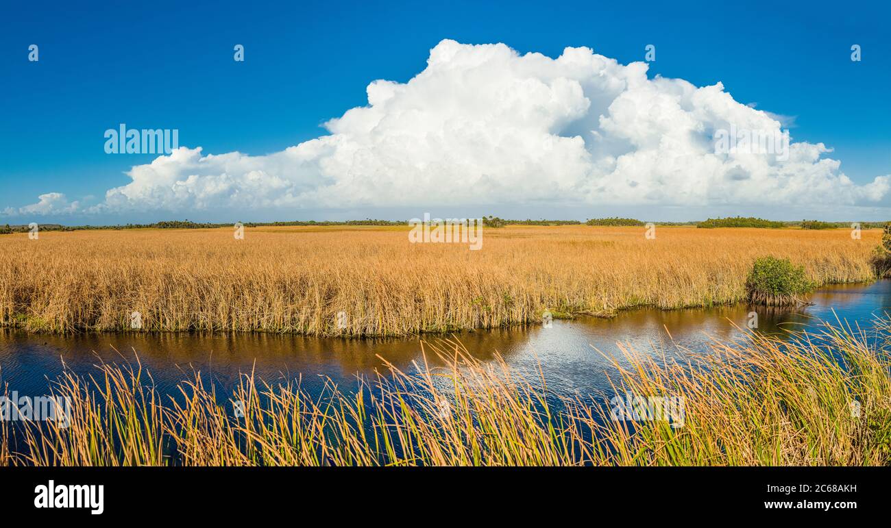 White clouds over lake surrounded by yellow grassy field in Big Cypress National Preserve, Florida, USA Stock Photo