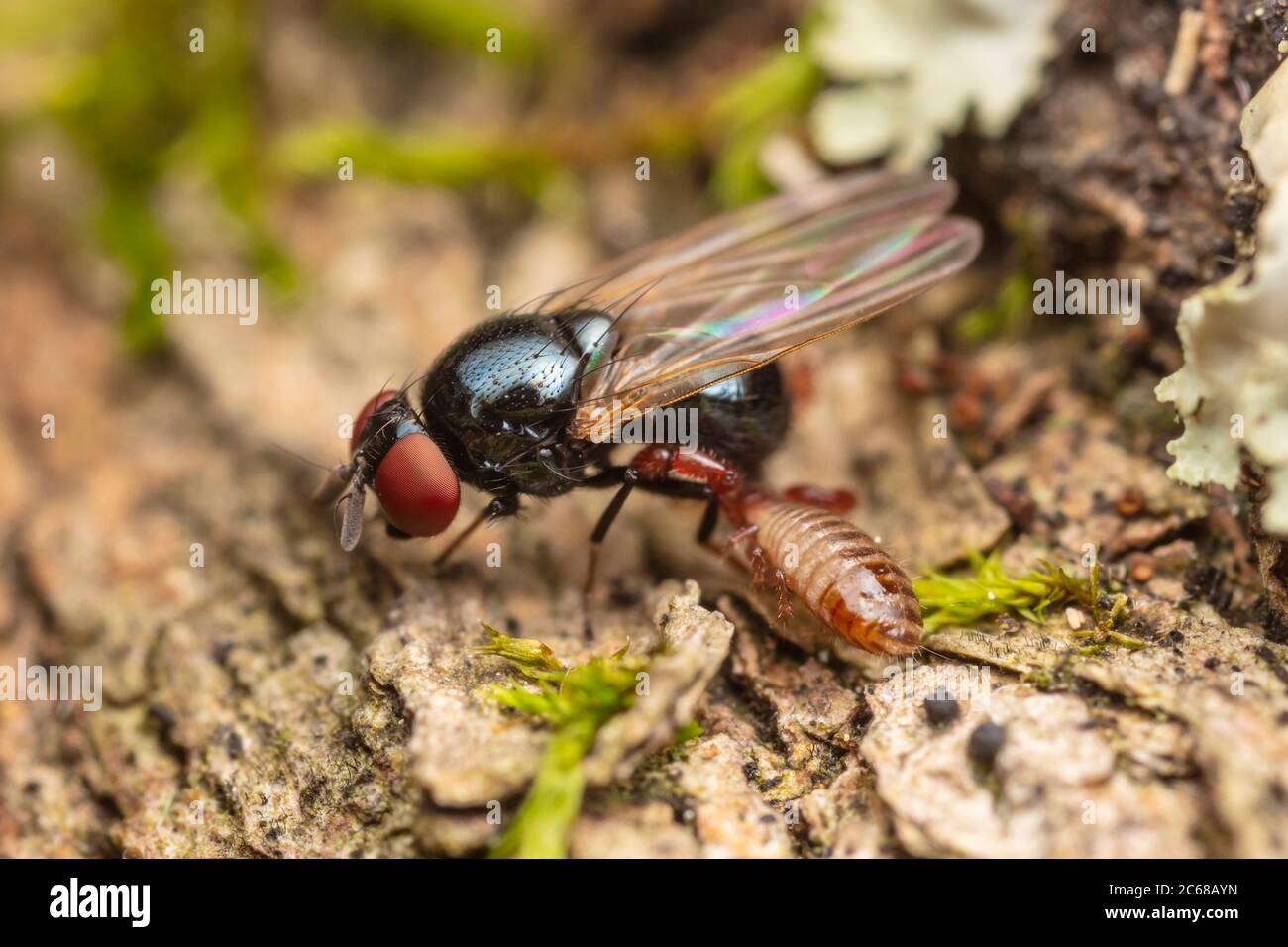 A Lance Fly (Lonchaea sp.) with a pseudoscorpion attached to its leg. Stock Photo