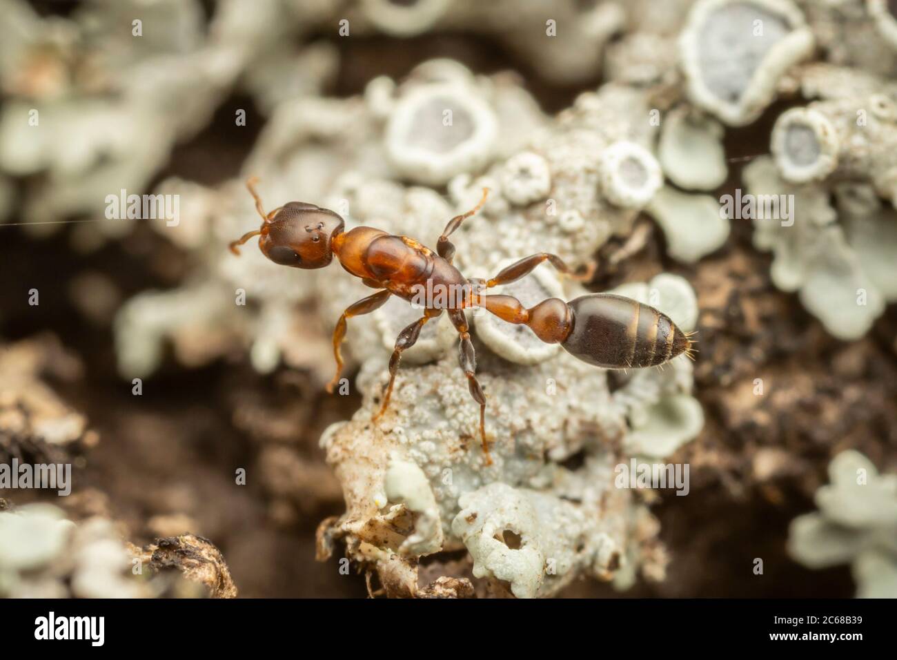 A Twig Ant (Pseudomyrmex ejectus) worker forages on a lichen covered tree trunk. Stock Photo