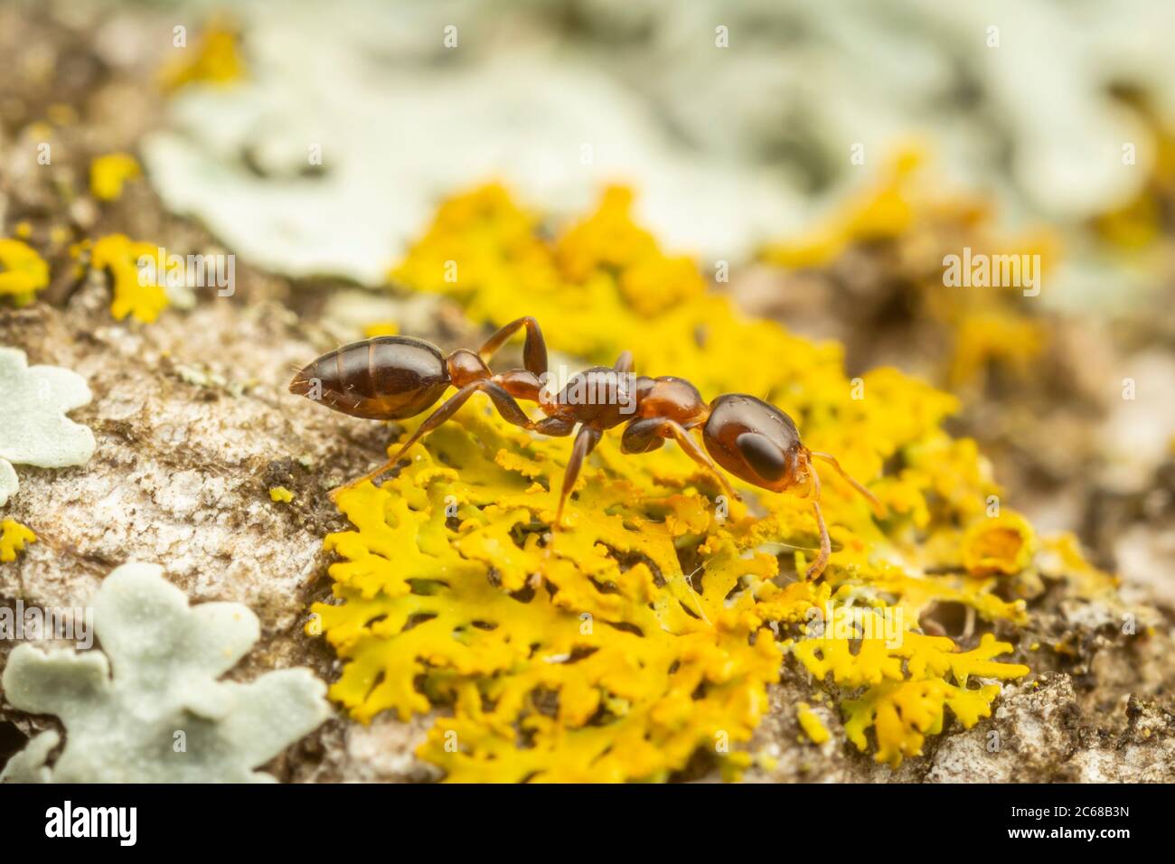 A Twig Ant (Pseudomyrmex ejectus) worker forages on a lichen covered tree trunk. Stock Photo