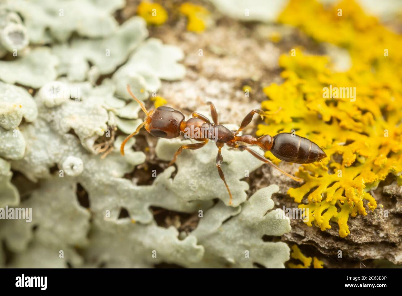 A Twig Ant (Pseudomyrmex ejectus) worker forages on a lichen covered tree trunk. Stock Photo