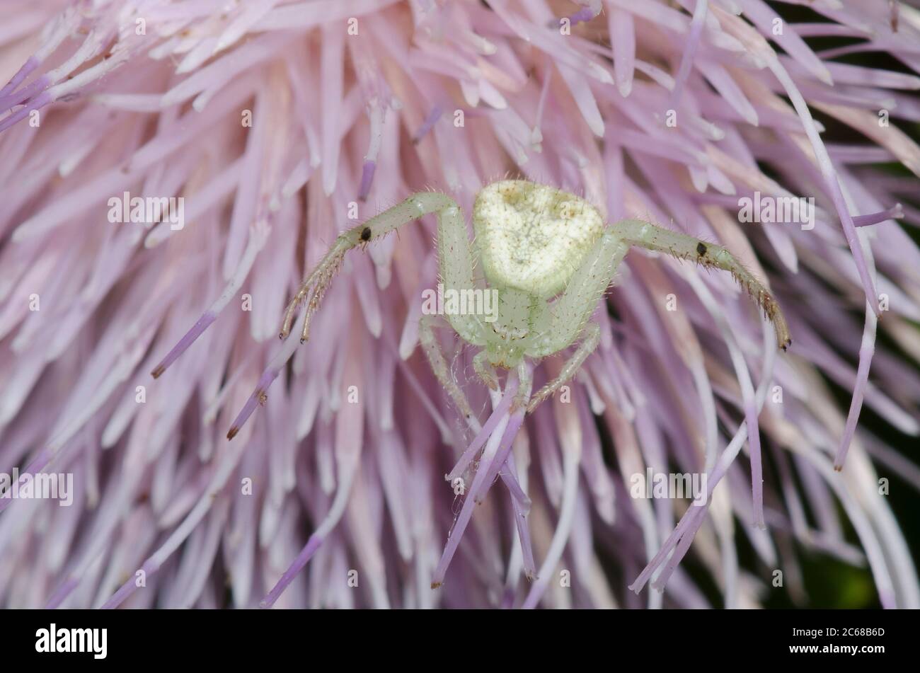 Crab Spider, Mecaphesa sp., lurking on thistle, Cirsium sp. Stock Photo