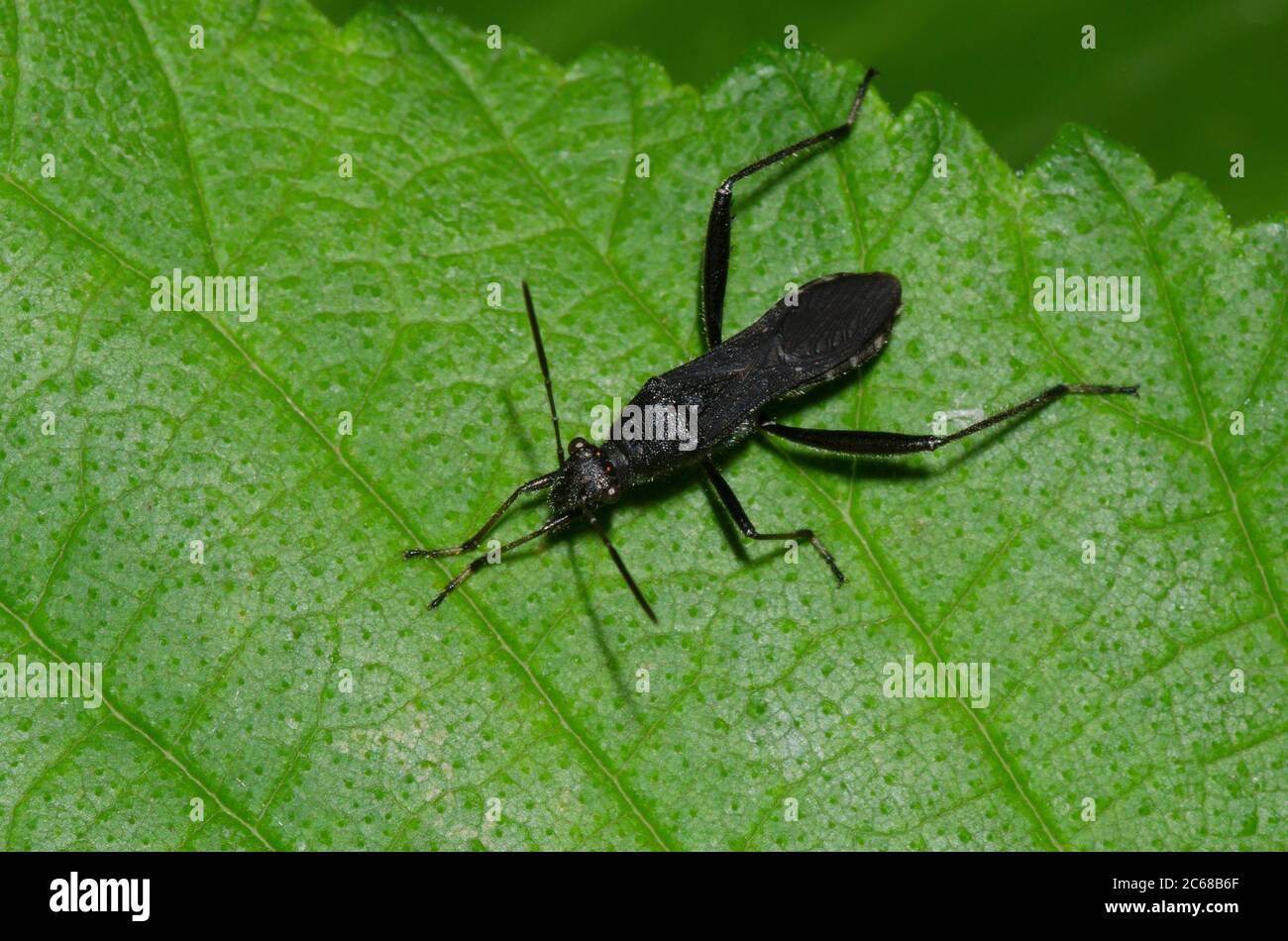Broad-headed Bug, Alydus eurinus Stock Photo