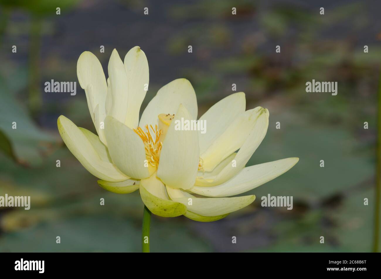 American lotus, Nelumbo lutea Stock Photo Alamy