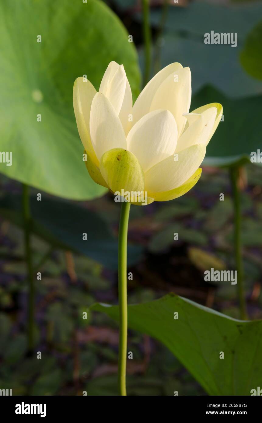 American lotus, Nelumbo lutea Stock Photo - Alamy