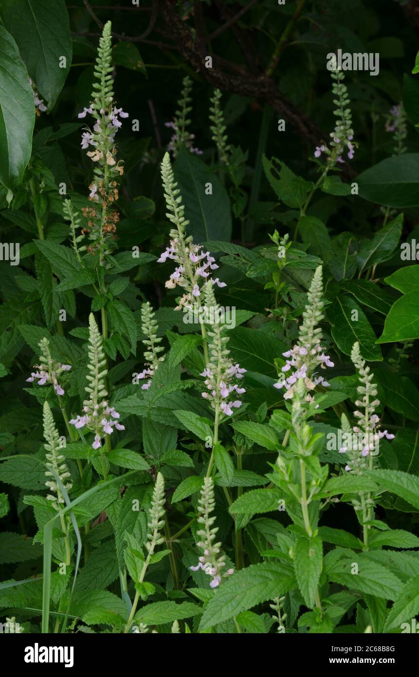 Germander wood sage hires stock photography and images Alamy