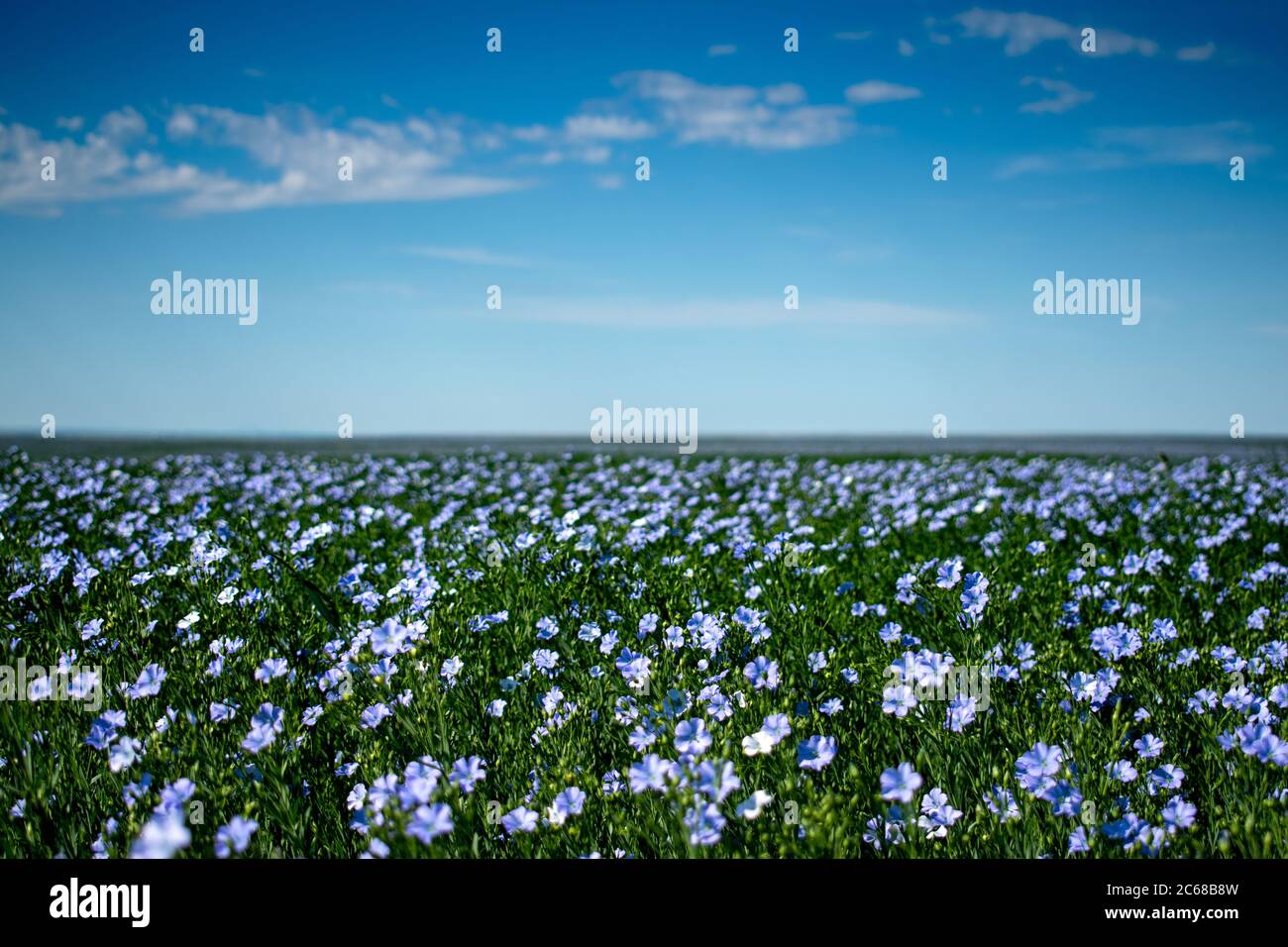 A field of flax in bloom, northcentral Montana Stock Photo Alamy