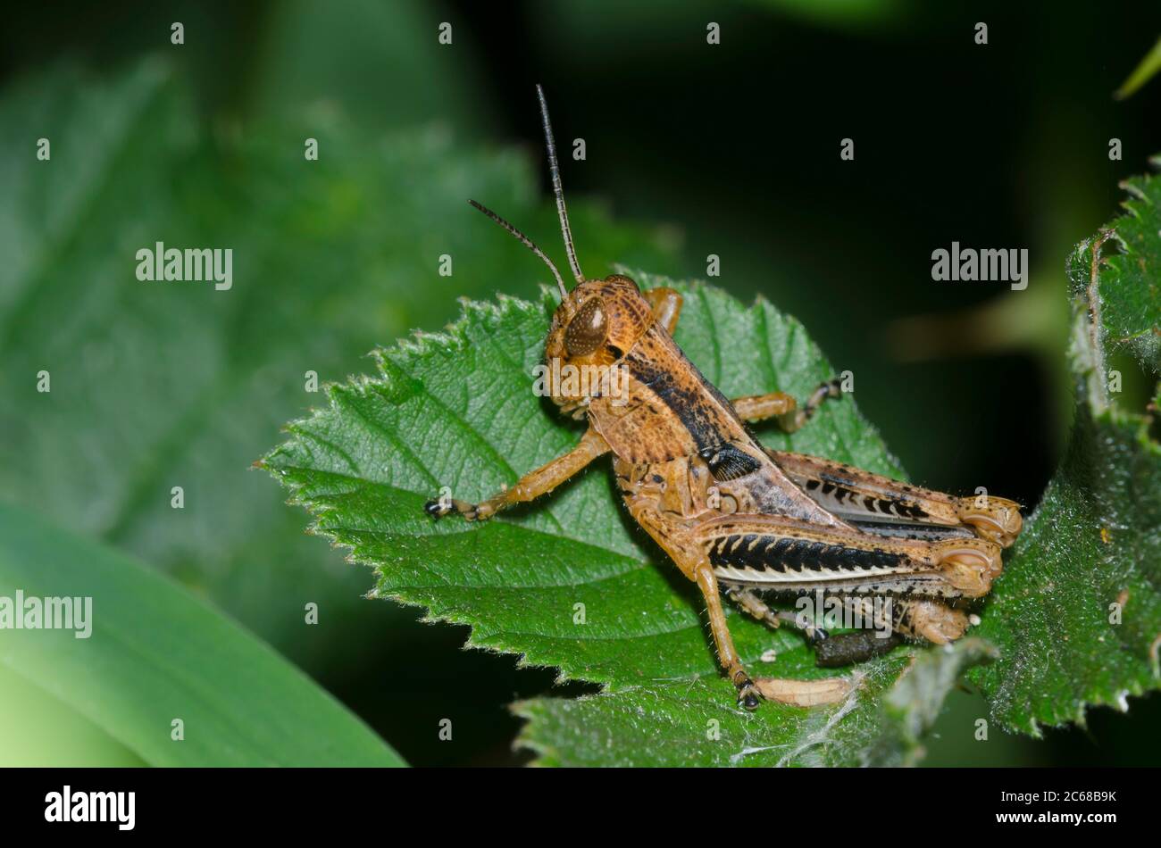 Differential Melanoplus differentialis, nymph Stock Photo