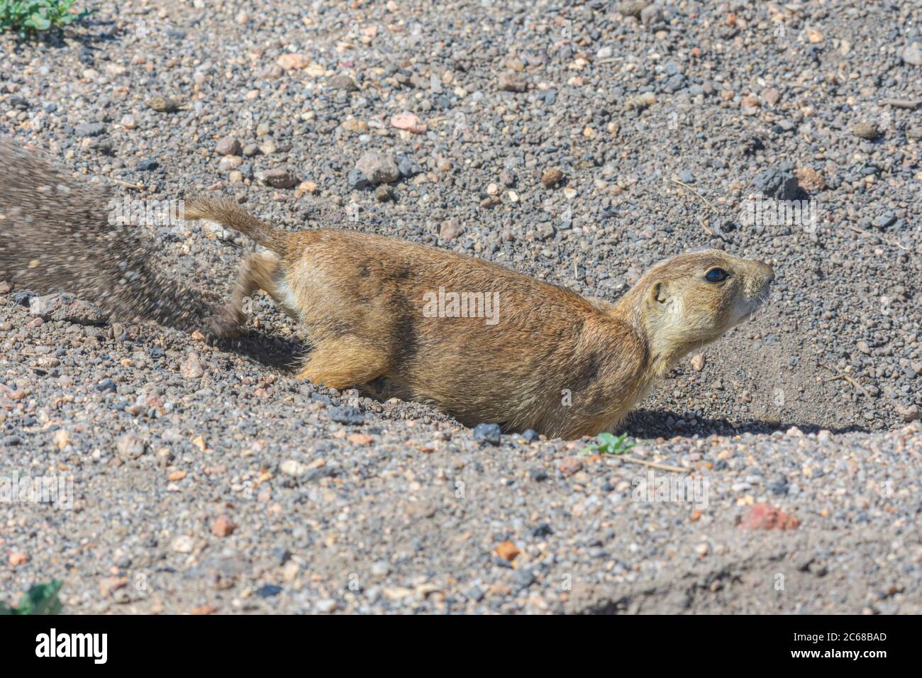 Gunnison's Prairie Dog (Cynomys gunnisoni), shoveling out its burrow with hind legs, Monument Colorado USA. Photo taken in July. Stock Photo