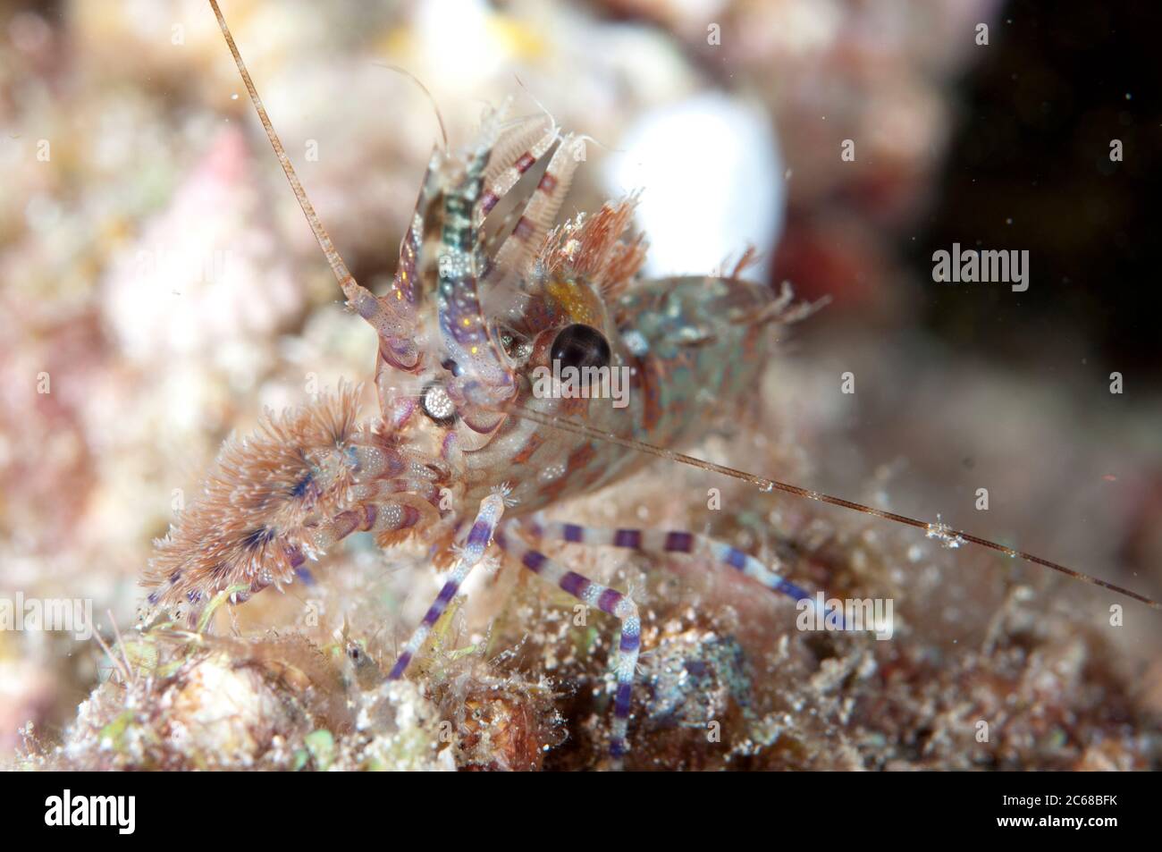 Saron Shrimp, Saron marmoratus, night dive, Mioskon dive site, Dampier Straits, Raja Ampat, West Papua, Indonesia Stock Photo