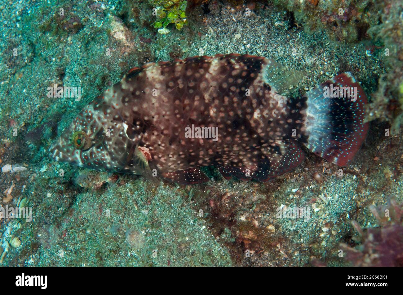 Floral Wrasse, Cheilinus chlorourus, Tanjung Slope dive site, Lembeh Straits, Sulawesi, Indonesia Stock Photo