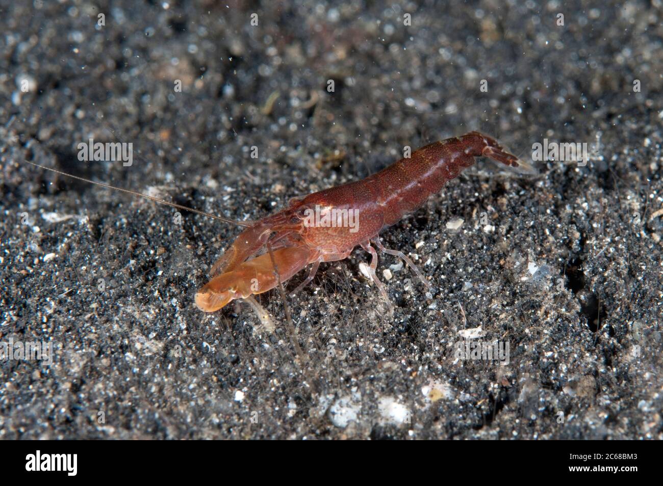 Nocturnal Snapping Shrimp, Alpheus sp, night dive, Hairball dive site, Lembeh Straits, Sulawesi, Indonesia Stock Photo