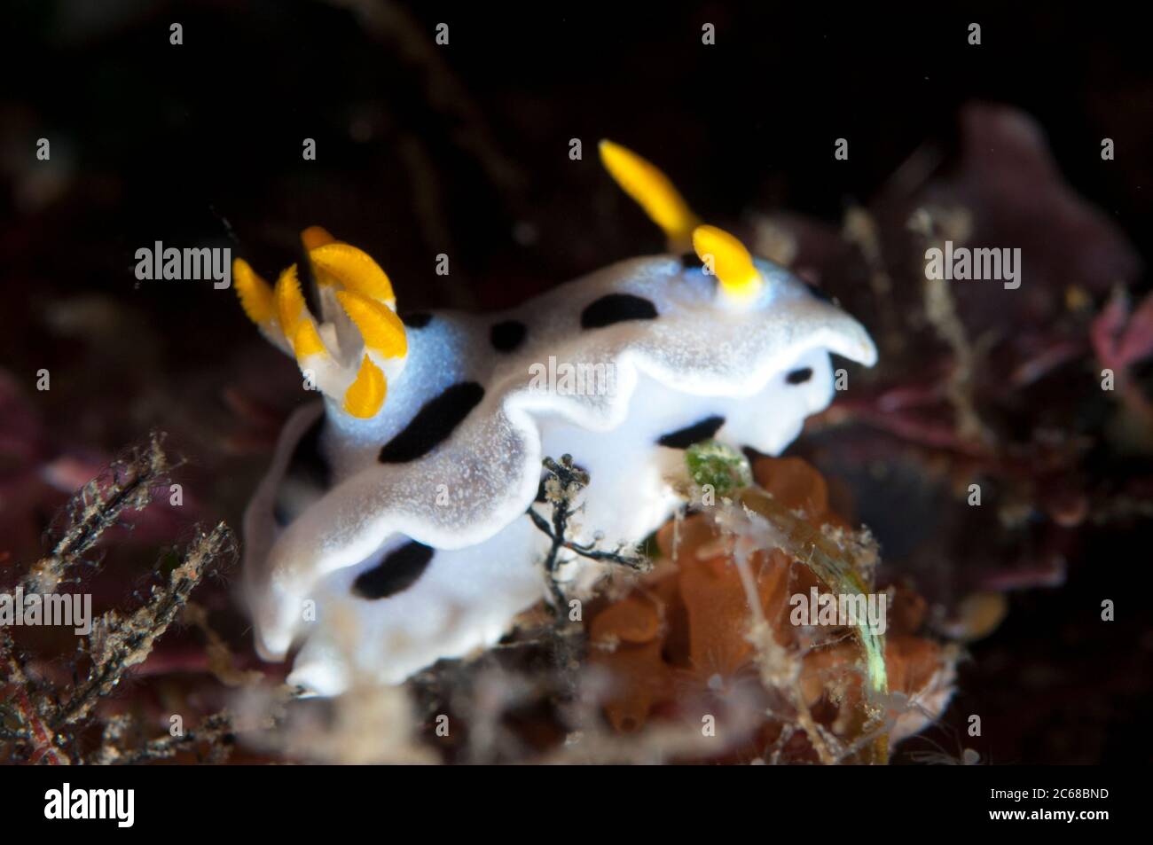 Diana's Chromodoris Nudibranch, Chromodoris Dianae, Dante's Wall dive site, Lembeh Straits, Sulawesi, Indonesia Stock Photo