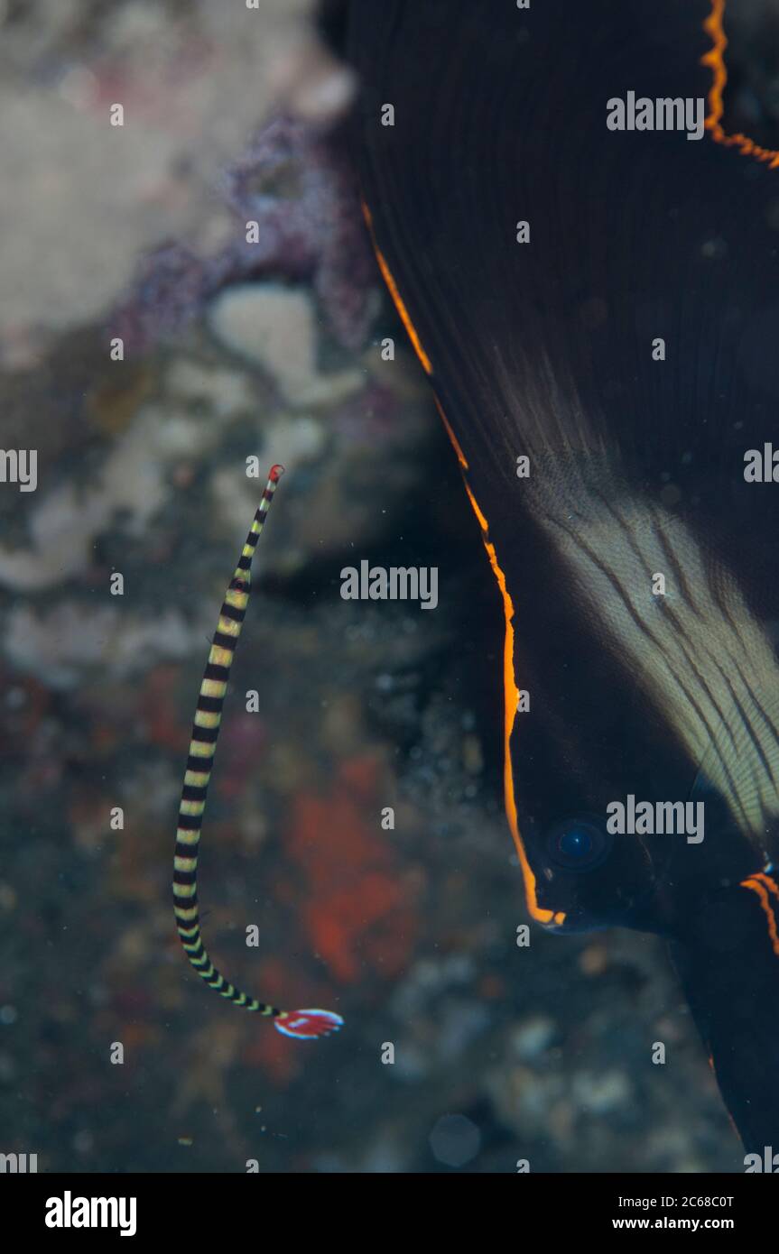 Banded Ringed Pipefish, Doryrhamphus dactyliophoris, next to Juvenile Pinnate Spadefish, Platax pinnatus, night dive, TK1 dive site, Lembeh Straits Stock Photo