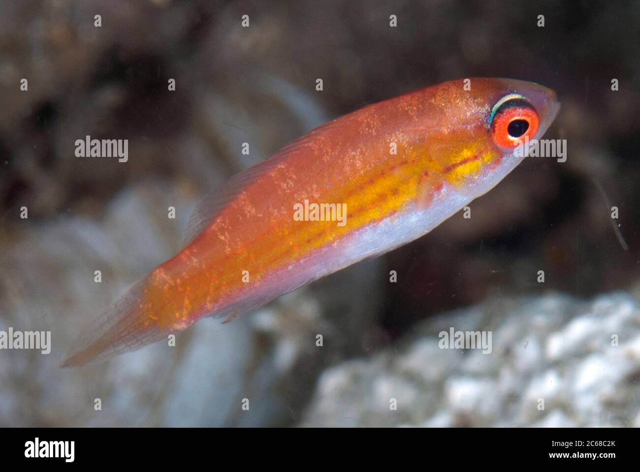 Sharp-eye Pygmygoby, Aw Shucks dive site, Lembeh Straits, Sulawesi, Indonesia Stock Photo