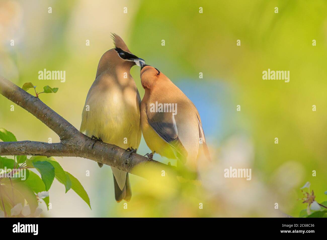 A pair of Cedar Waxwings in a crabapple tree. Stock Photo