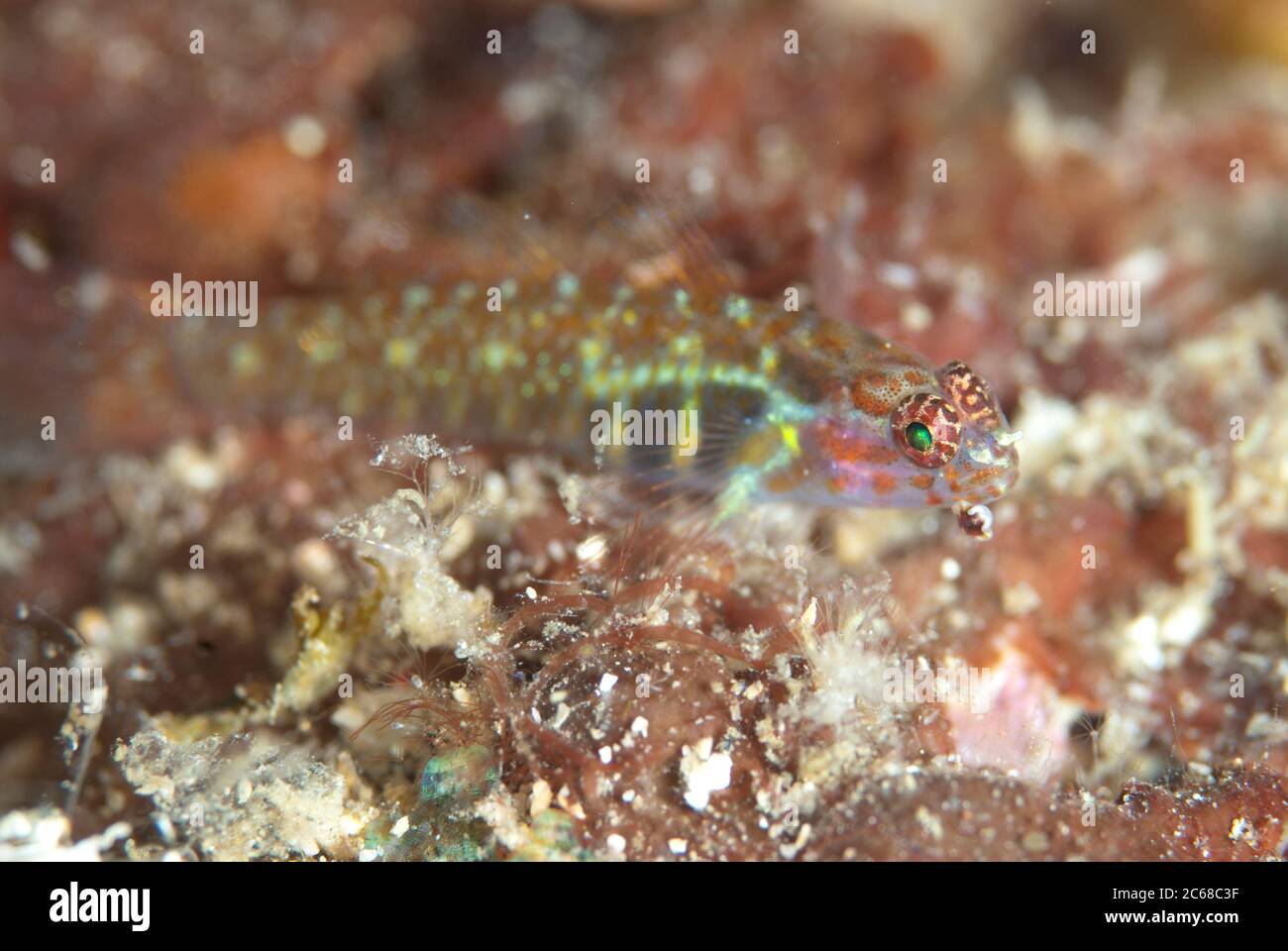 Redspotted Pygmygoby, Eviota albolineata, Angel's Window dive site, Lembeh Straits, Sulawesi, Indonesia Stock Photo