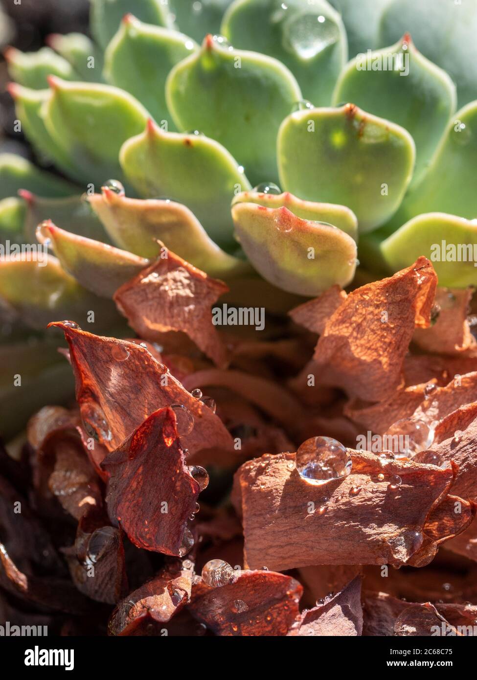 a succulent plant wet and fresh, new blue green leaves at top and brown  dying leaves at bottom Stock Photo - Alamy