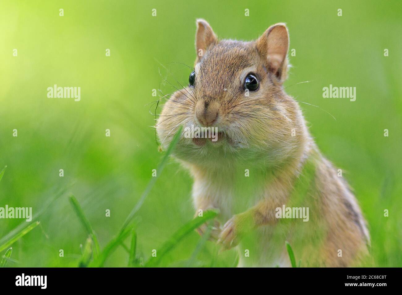 An Eastern Chipmunk in northern Maine. Stock Photo