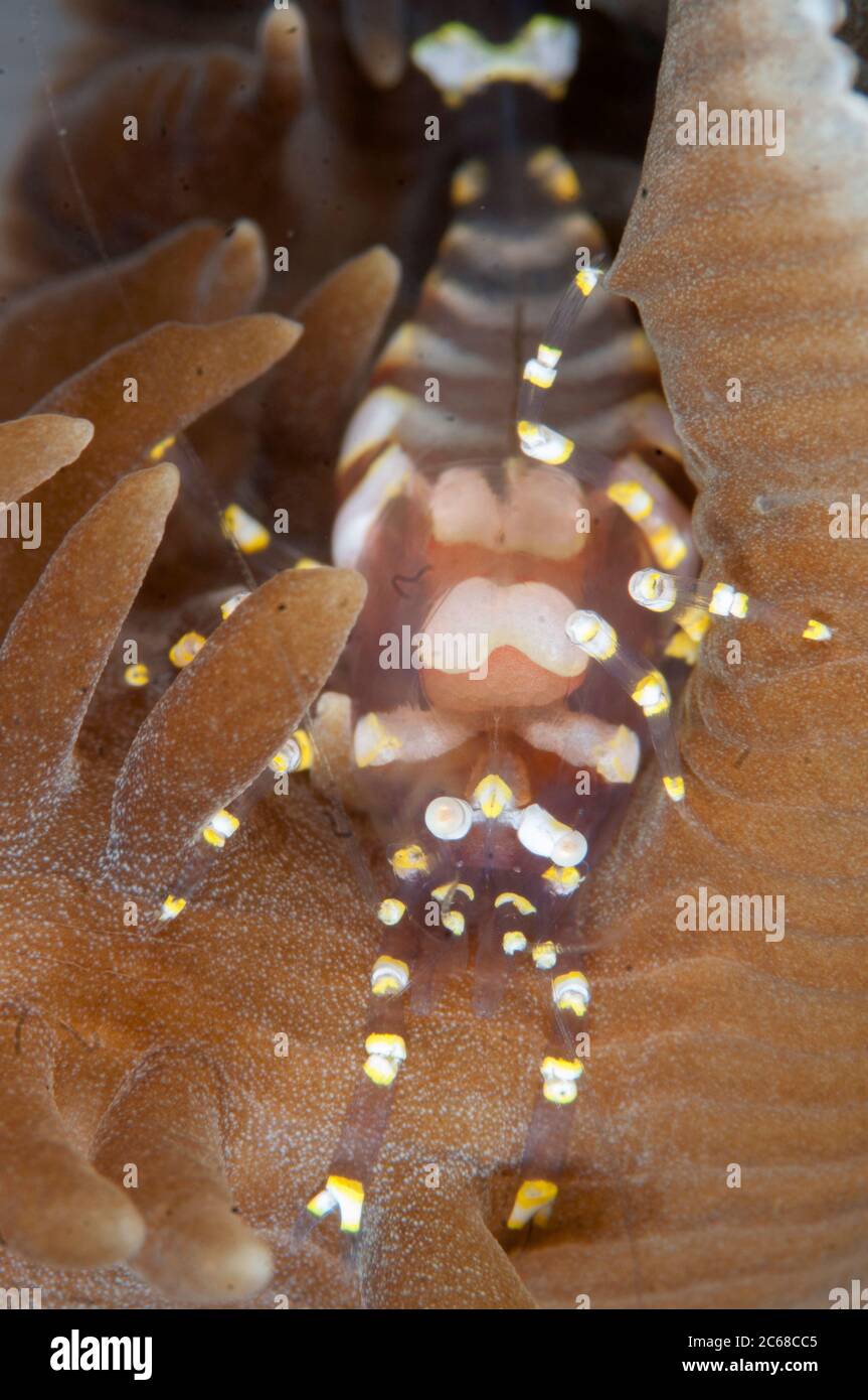 Hidden Corallimorph Shrimp, Pliopontonia furtiva, on Corallimorph Coral, Rhodactis rhodostoma, Coral Garden dive site, Seraya, Bali, Indonesia Stock Photo