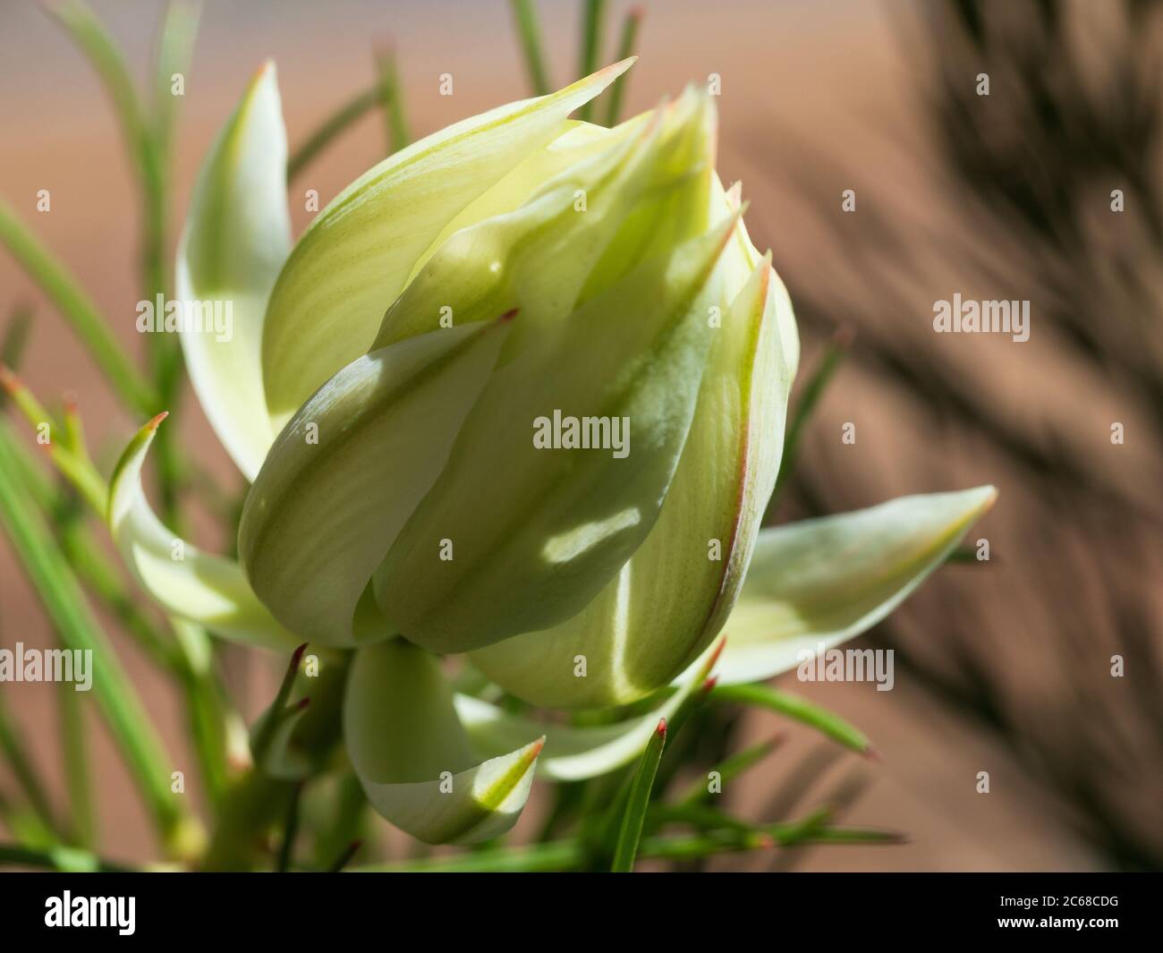 Protea Blushing Bride High Resolution Stock Photography and Images - Alamy
