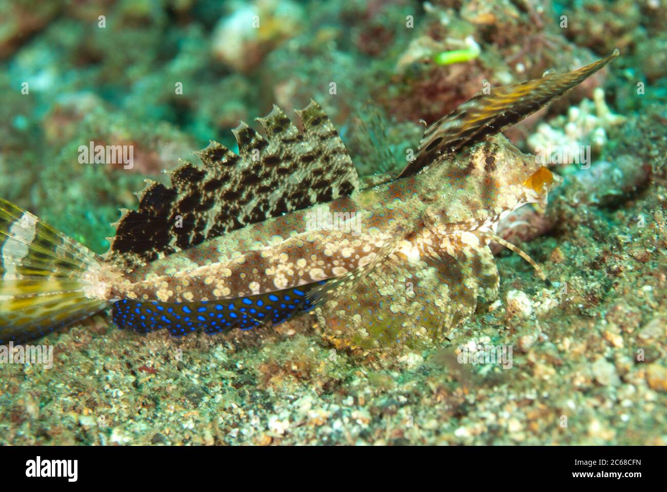 Female Fingered Dragonet, Dactylopus dactylopus, with extended fin, Makawide Slope dive site, Lembeh Straits, Sulawesi, Indonesia Stock Photo