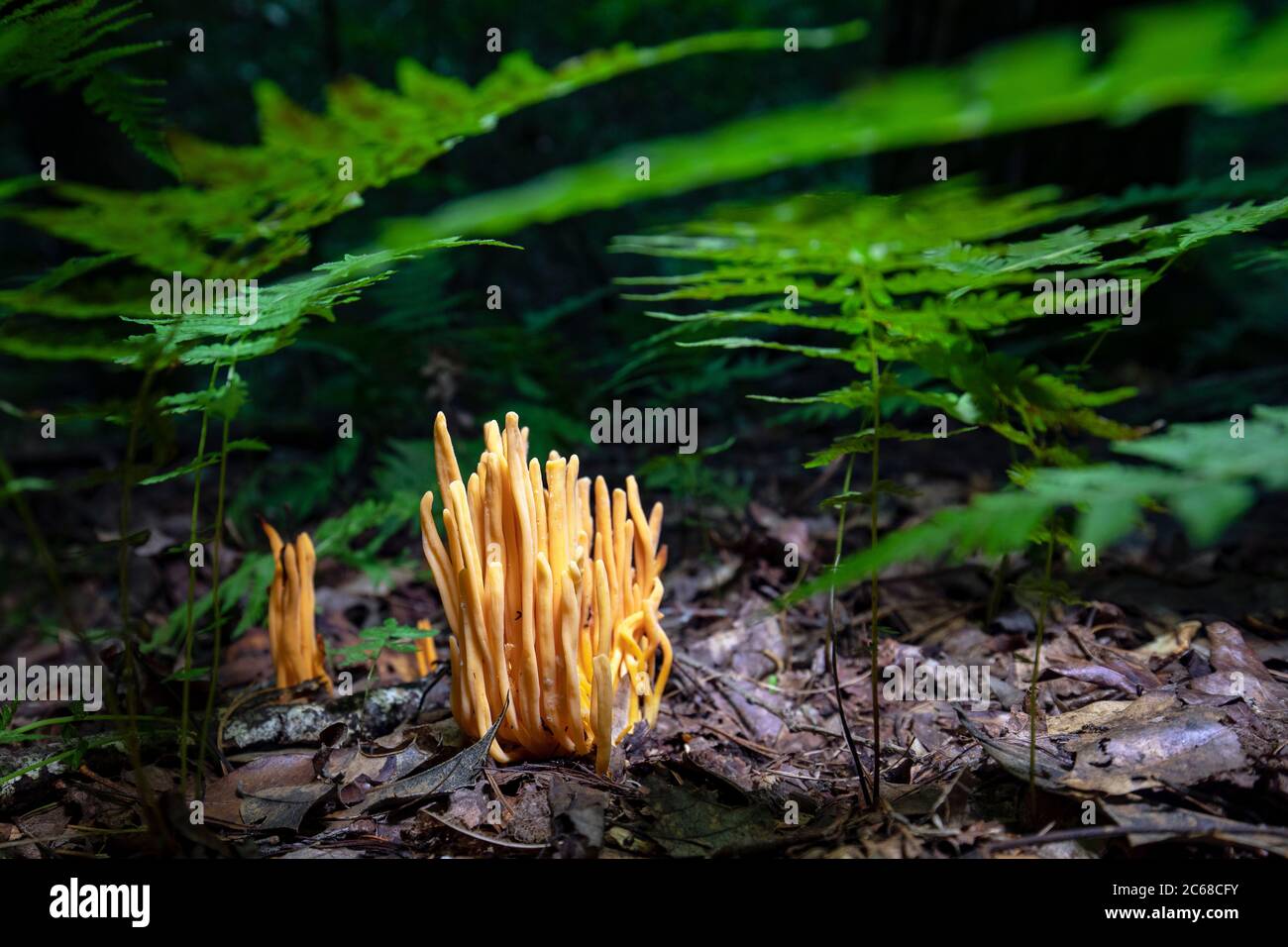 Golden Spindles (Clavulinopsis fusiformis) species of coral fungus - Brevard, North Carolina, USA Stock Photo