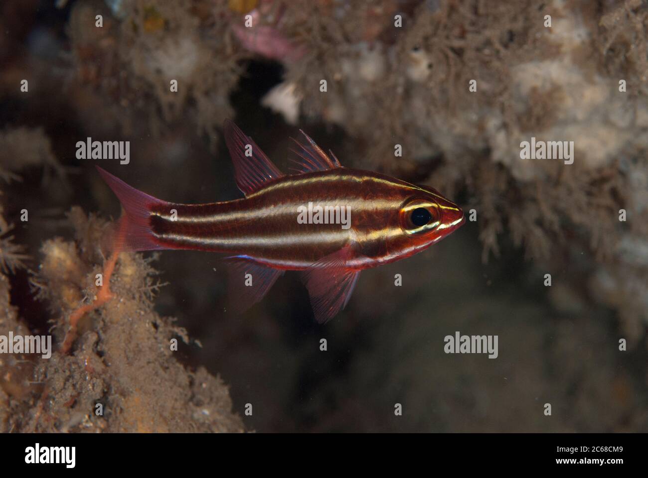 Blackstripe Cardinalfish, Apogon nigrofasciatus, Makawide Wall dive site, Lembeh Straits, Sulawesi, Indonesia Stock Photo