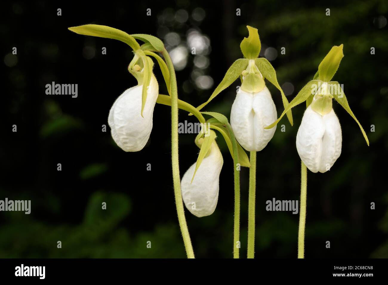 Four Pink Lady's Slippers (white morph) in a row. Stock Photo