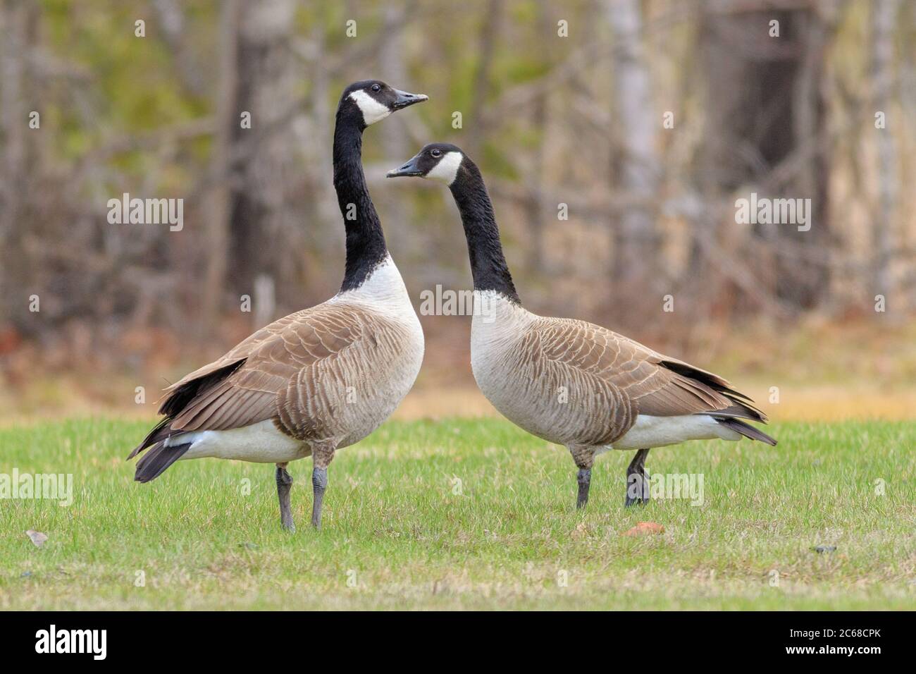 Two Canada Geese out in the open. Stock Photo