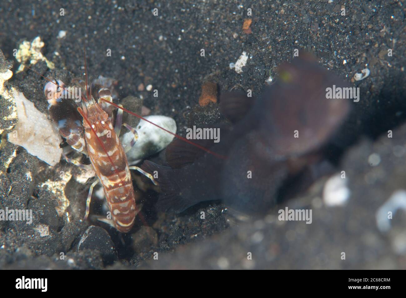 Snapping Shrimp, Alpheus sp, with Black Shrimpgoby, Cryptocentrus sp, at hole entrance on black sand, TK3 dive site, Lembeh Straits, Sulawesi, Indones Stock Photo