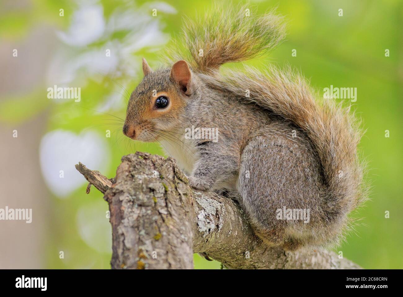 A Gray Squirrel on a gray day. Stock Photo