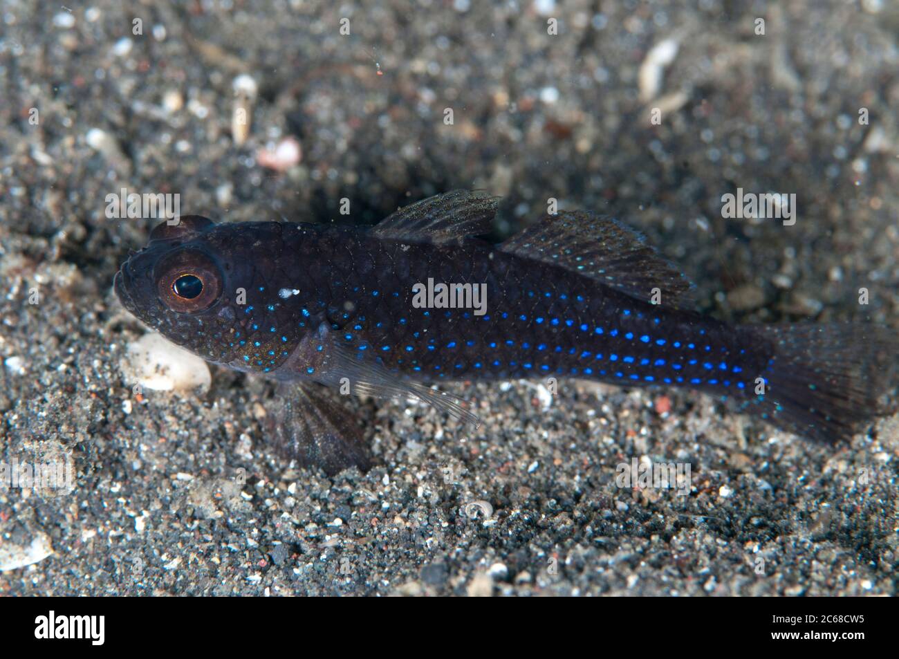 Blackfoot Goby, Asterropteryx atripes, Air Bajo dive site, Lembeh Straits, Sulawesi, Indonesia Stock Photo
