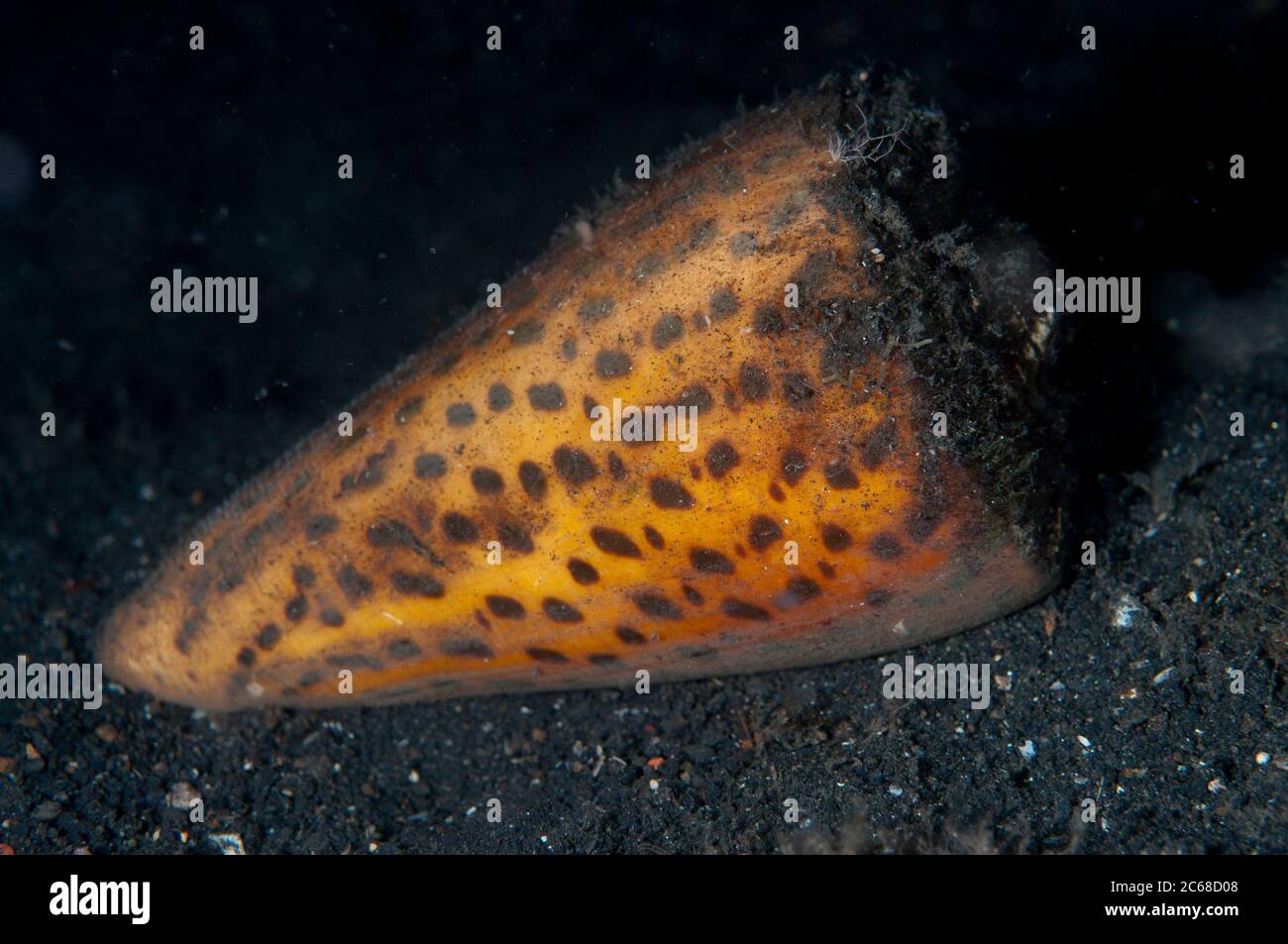 Lettered Cone Shell, Conus litteratus, on sand, night dive, TK1 dive site, Lembeh Straits, Sulawesi, Indonesia Stock Photo