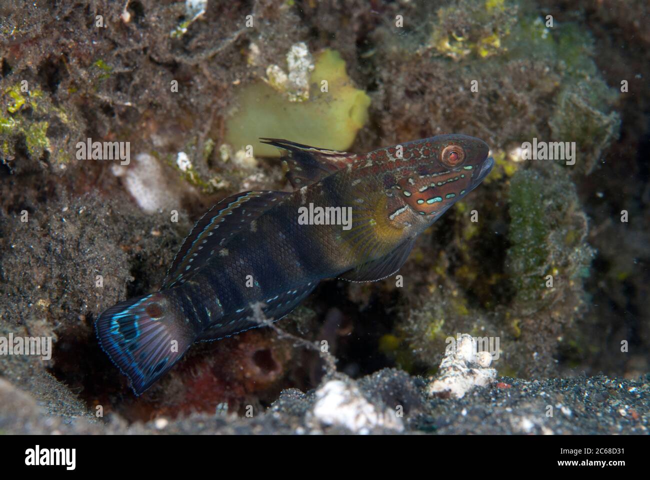 Banded Goby, Amblygobius phalaena, Jadi-Jadi dive site, Lembeh Straits, Sulawesi, Indonesia Stock Photo