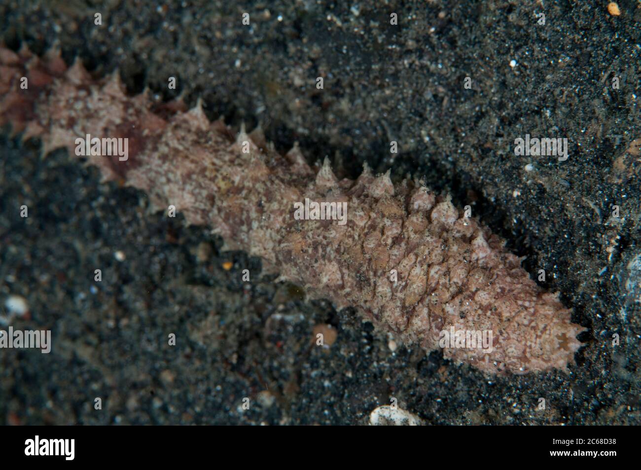 Dragonfish Sea Cucumber, Stichopus horrens, Jadi-Jadi dive site, Lembeh Straits, Sulawesi, Indonesia Stock Photo