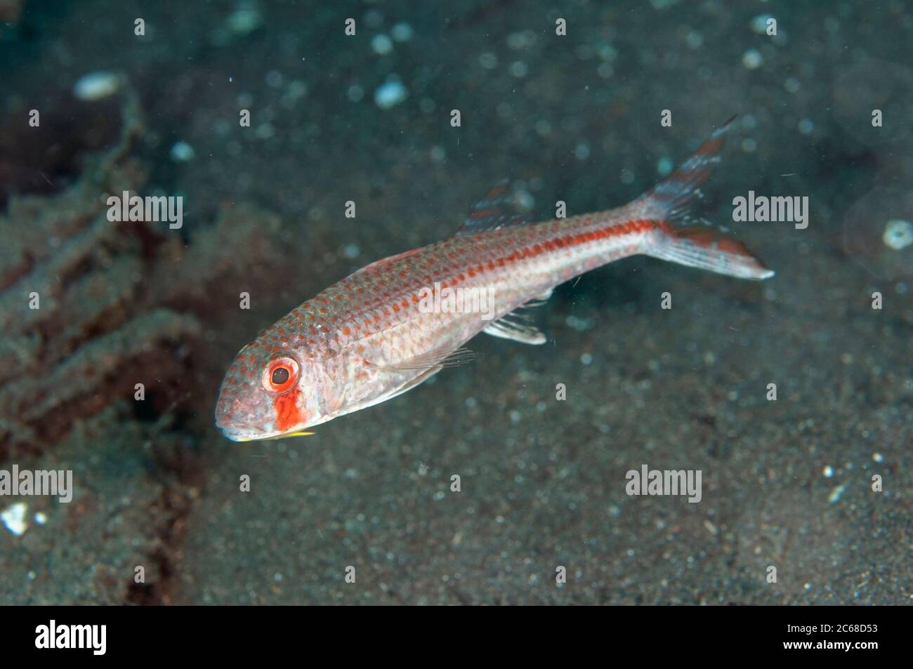 Sunda Goatfish, Upeneus sundaicus, Joleha dive site, Lembeh Straits ...