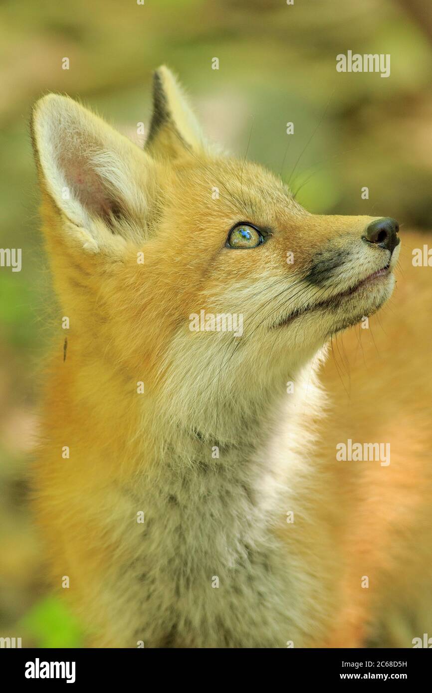A Red Fox kit gazes up at the sky. Stock Photo