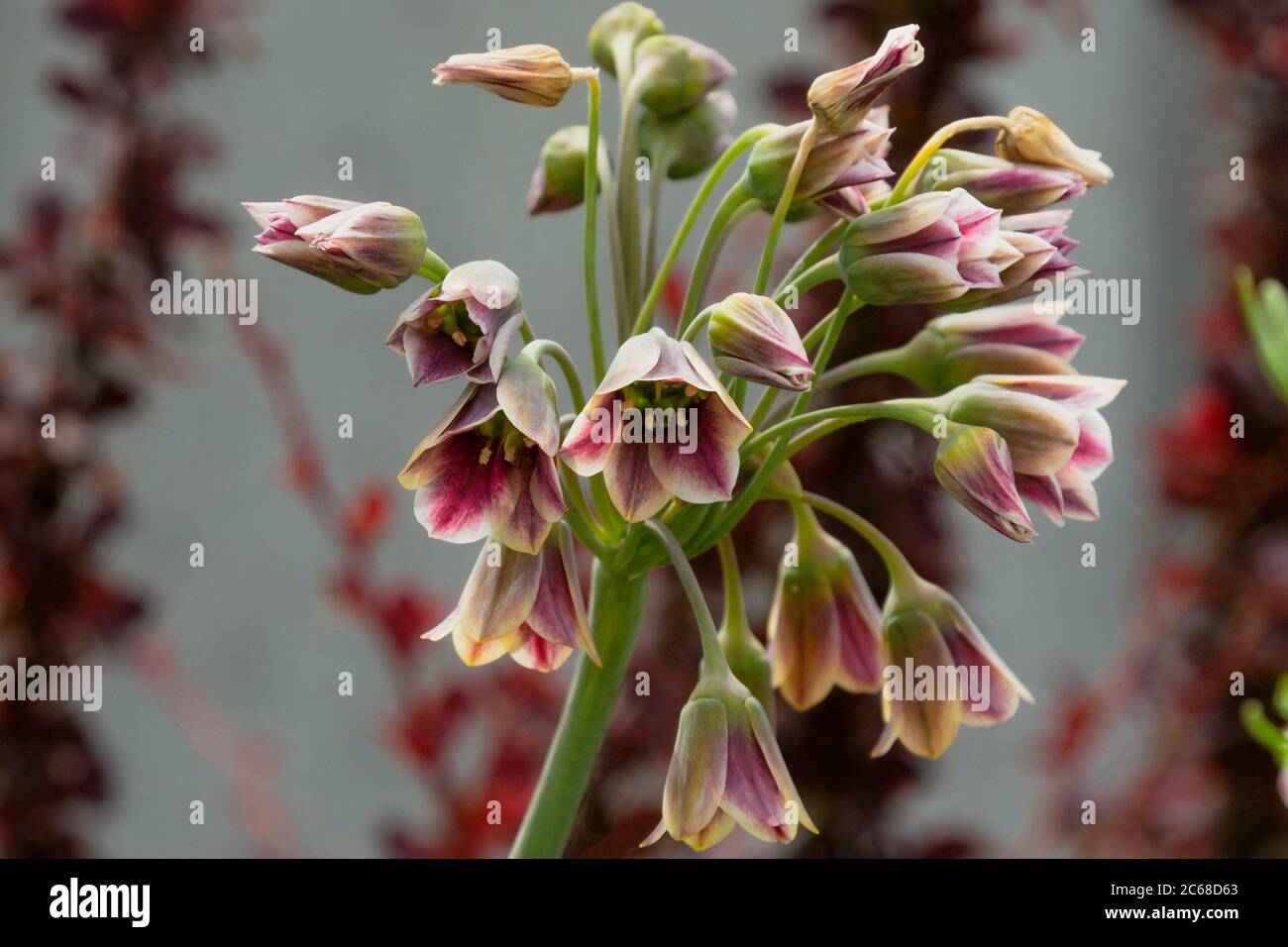 Close up of beautiful Mediterranean Bells, Nectaroscordum siculum, formerly known as Allium bulgaricum Stock Photo