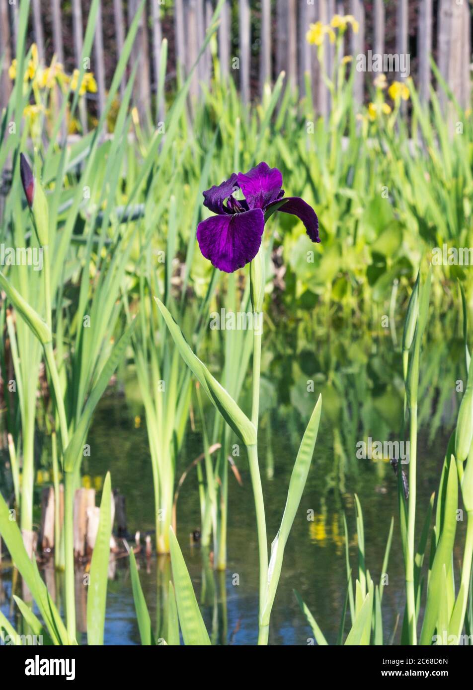 A close up shot of a single purple water iris in pond. Yellow Iris plants in background .  Stock Photo