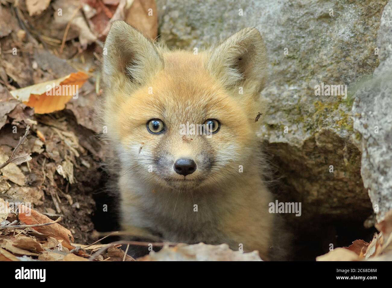 A curious Red Fox kit peaks out from inside the den. Stock Photo