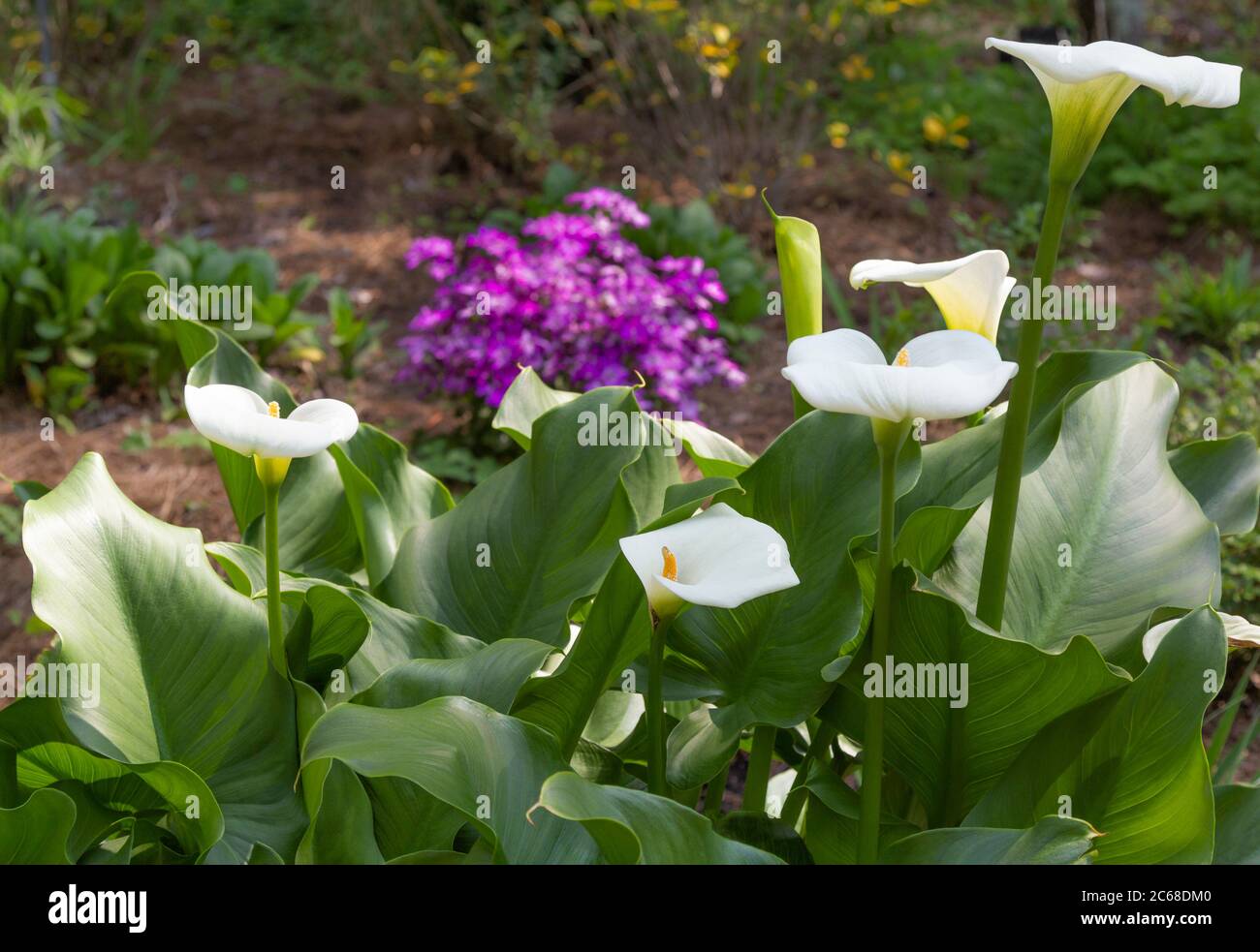 Are Canna Lilies Poisonous To Dogs